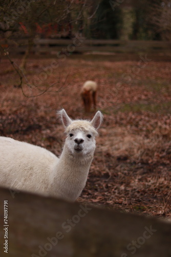 White llama in a paddock