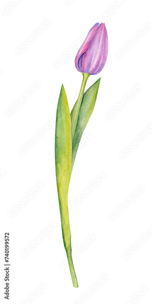 Fototapeta premium Pink Tulip Flower isolated watercolor illustration painting botanical art transparent white background greeting card stationary wedding bridal home decor