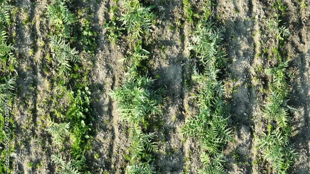 Aerial view of artichoke seedlings and drip system in the artichoke field with drone Aerial view of artichoke seedlings and drip system in the artichoke field with drone
