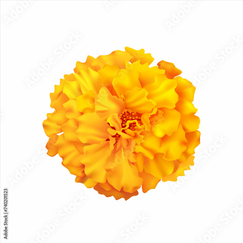 Marigold (zendu) flower isolated on white. Vector illustration.