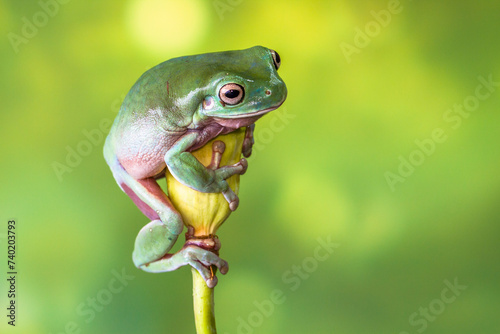 White's tree frog (Litoria caerulea), also known as the Australian green tree frog, simply green tree frog in Australia, or dumpy tree frog