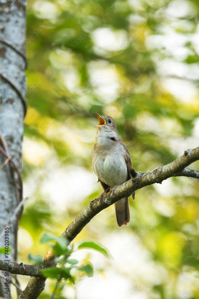 Thrush nightingale perched and singing on a beautiful spring evening in a woodland in Estonia, Northern Europe Thrush nightingale perched and singing on a beautiful spring evening in a woodland in Estonia, Northern Europe