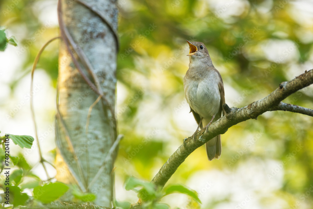 Fototapeta premium Thrush nightingale perched and singing on a beautiful spring evening in a woodland in Estonia, Northern Europe 