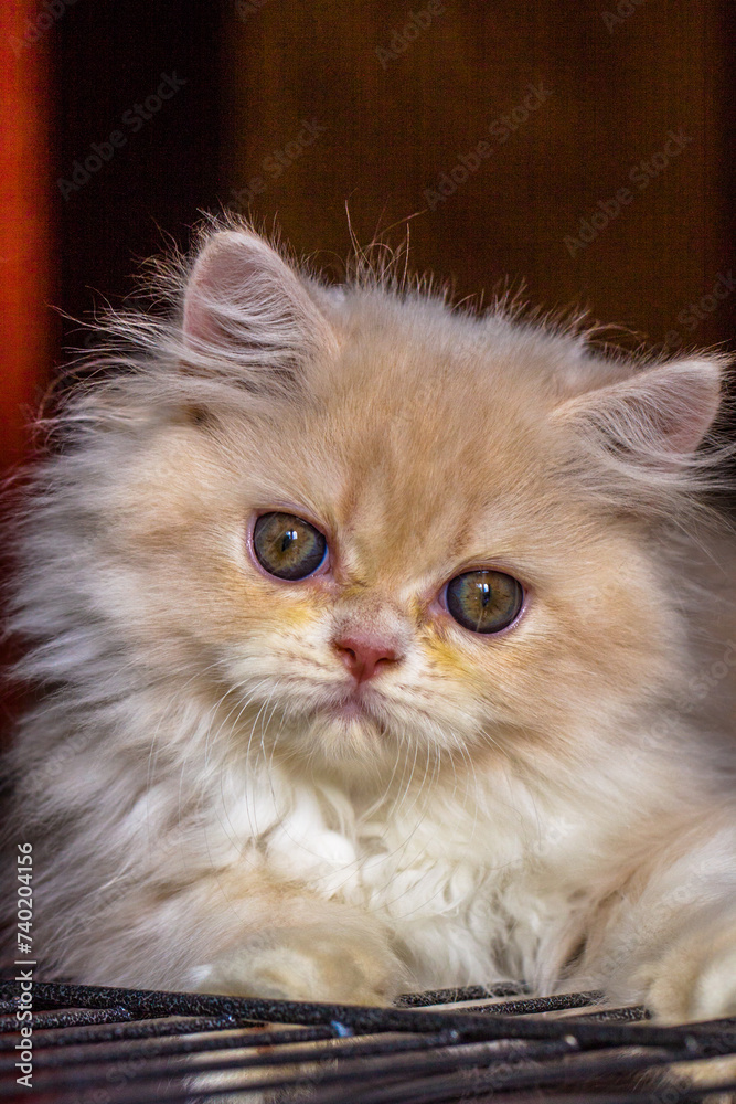 The Persian cat, also known as the Persian Longhair, is a long-haired breed of cat characterised by a round face and short muzzle The Persian cat, also known as the Persian Longhair, is a long-haired breed of cat characterised by a round face and short muzzle