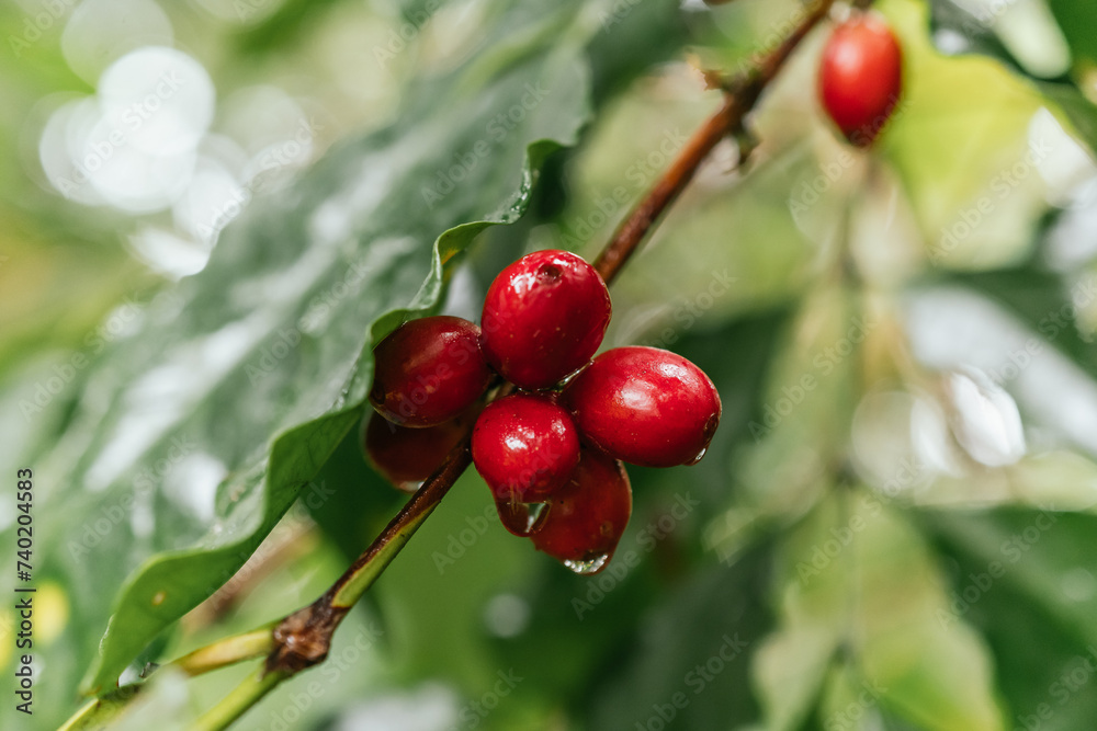 Coffee cherry on its mature plant ready to harvest, wet from the rain with dripping drops.