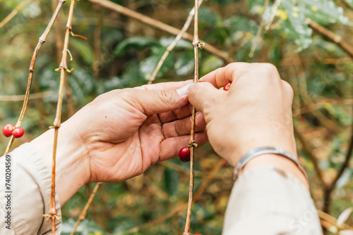 Farmer harvesting coffee cherries for annual production, in Malinalco, Sate of Mexico.