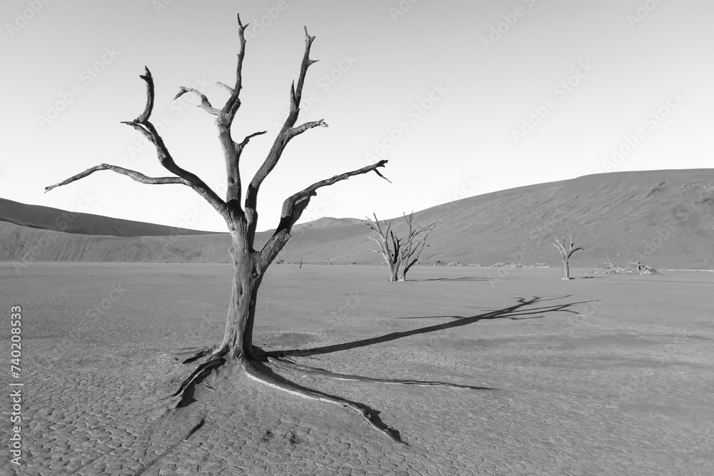 black and white picture of a bygone acacia tree at Deadvlei in the namib desert black and white picture of a bygone acacia tree at Deadvlei in the namib desert