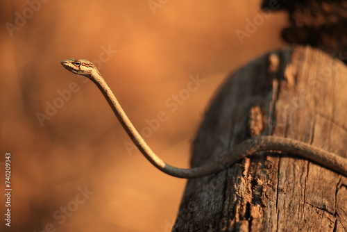 twig snake on a wood railing in Etosha