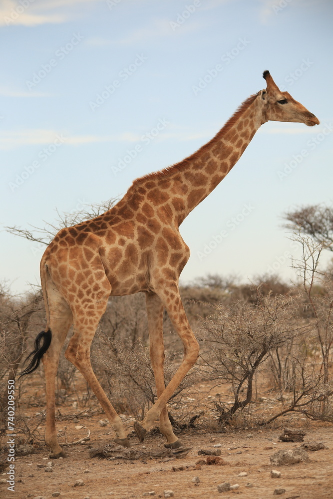 Obraz premium one single giraffe in the bush of Etosha NP