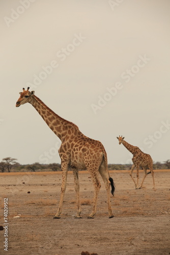 Photography two giraffes in the dry landscape of Etosha NP
