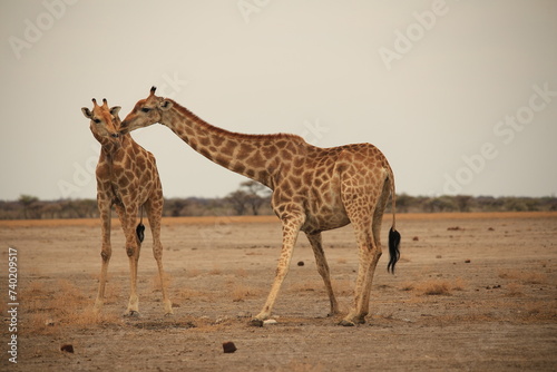 Photography two giraffes in the dry landscape of Etosha NP