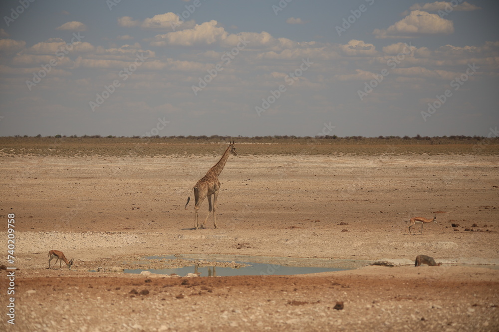 one single giraffe heading to a waterhole in Etosha NP one single giraffe heading to a waterhole in Etosha NP
