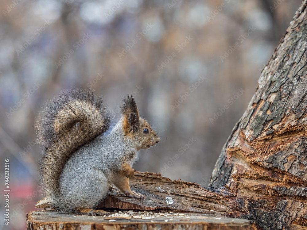 Fototapeta premium A squirrel sits on a stump and eats nuts in autumn.