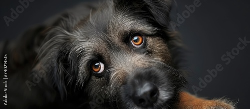 A hungry Pyrenean Shepherd Dog gazes directly into the camera, its orange eyes captivating the viewer. photo