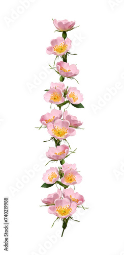 Flower arrangement, collage. Pale pink rosehip flowers with buds isolated on white background. Element for creating designs, cards, patterns, floral arrangements, wedding cards, invitations