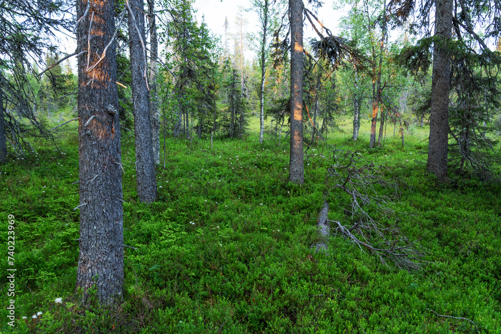 A beautiful evening in a lush, summertime taiga forest in Salla National Park, Northern Finland A beautiful evening in a lush, summertime taiga forest in Salla National Park, Northern Finland