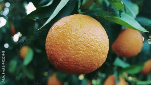 Close-up of orange in harvest, plantation setting. Ideal for highlighting harvest, plantation in food industry. Showcases harvest, plantation source for citrus products