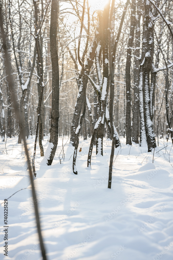 Beautiful winter snow forest,natural background Beautiful winter snow forest,natural background