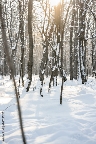 Beautiful winter snow forest,natural background