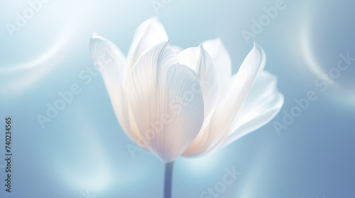 Beautiful lush large tulip bud on a blue background close-up. White flower with petals.