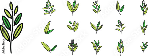 Sage icons set outline vector. Flower leaf. Garden health photo