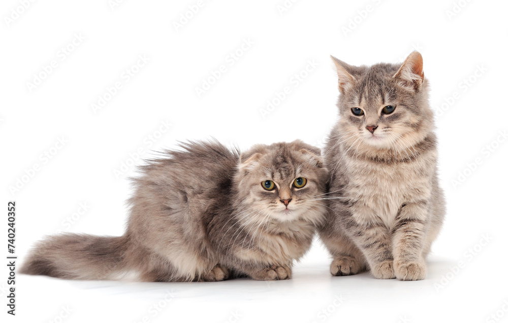 Obraz premium Two small gray kitten.