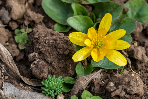 Bright yellow flower in early spring. Ficaria verna. On background of soil. Lesser celandine in early March photo