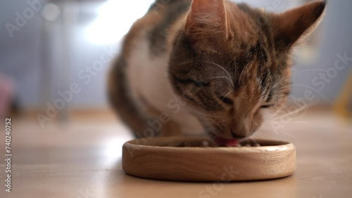 Cute little kitten eating food. Work in pet care. Life of a pet