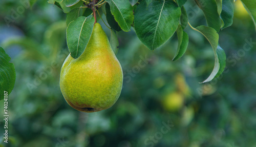 Pear harvest on a tree in the garden. selective focus.