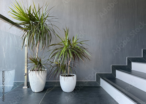 Houseplant dracaena in the office interior by the stairs photo