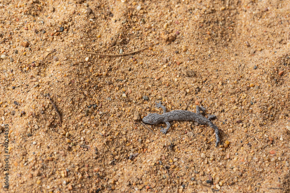 An Australian gecko (Strophurus), also known as a striped gecko