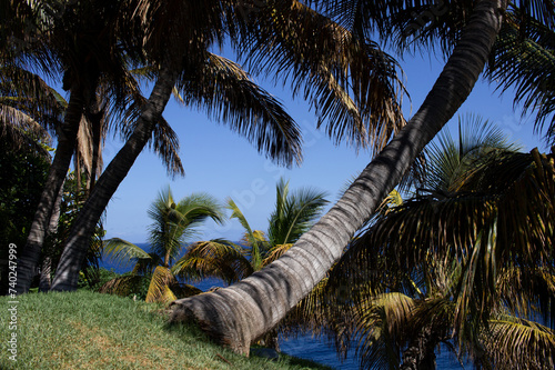 Many curves palms with green garden in the background with blue sky and big ocean.