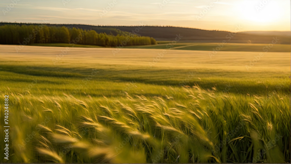 Cereal field in a sunny day. Generated AI