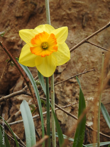 Wild daffodil bloomed in the woodland forest of the Natural Bridge State Park, Rockbridge County, Virginia. photo