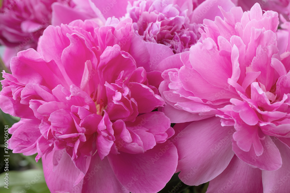 Pink peonies close up. Beautiful blur of floral background, selective focus. Pink peonies close up. Beautiful blur of floral background, selective focus.