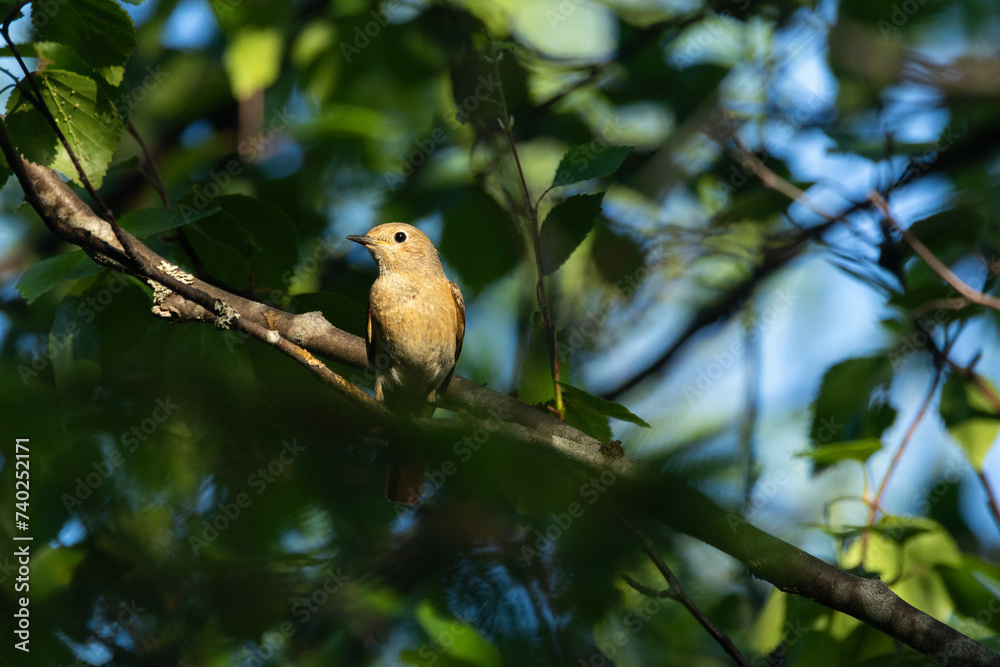 Female Common redstart perched in a lush woodland on a summer evening in Riisitunturi National Park, Northern Finland Female Common redstart perched in a lush woodland on a summer evening in Riisitunturi National Park, Northern Finland