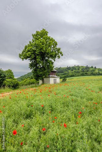 Haluzice, Romanesque church ruins, Slovakia photo