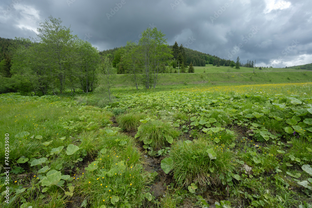 Spring of Hron, Horehronie, Low Tatras, Slovakia
