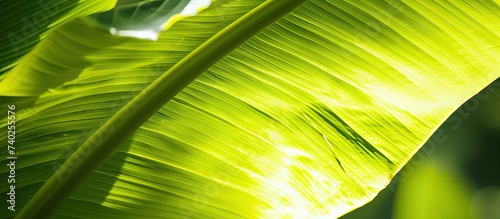 This photo showcases a close-up view of a vibrant and refreshing, fresh lime green banana leaf. photo