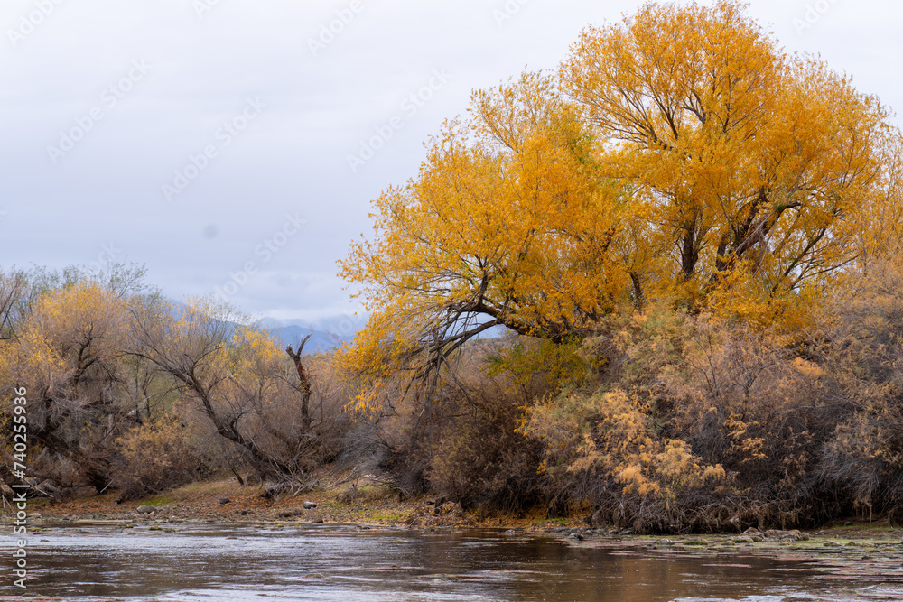 Fototapeta premium Autumn Color Along The Lower Salt River