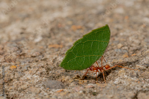 hormiga trabajadora © Tamara