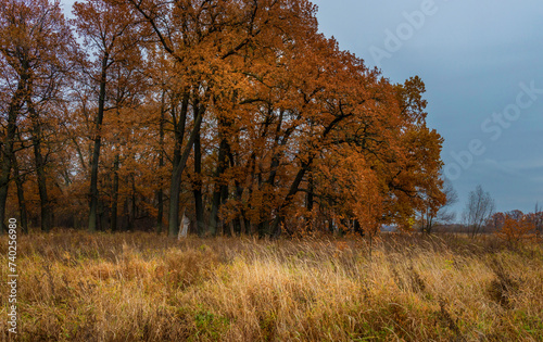 Colorful autumn nature, oak grove