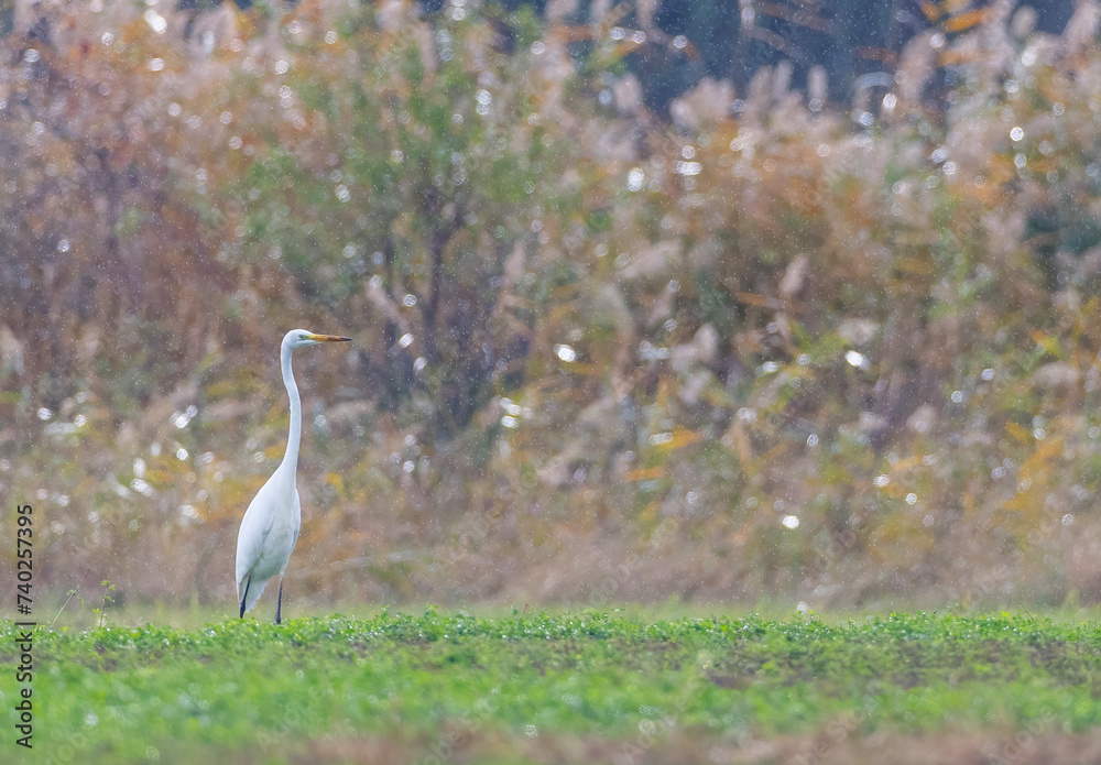 Fototapeta premium White heron, (Ardea alba, Egretta alba), in Hortobagy National Park, UNESCO World Heritage Site, Puszta is one of largest meadow and steppe ecosystems in Europe, Hungary