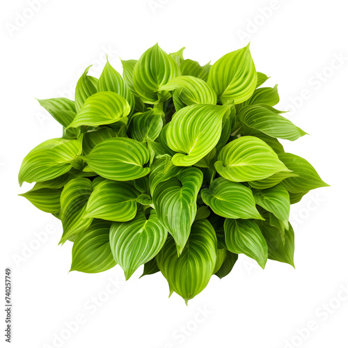 Green leaves hosta plant bush isolated on transparent background