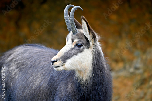Fototapeta Naklejka Na Ścianę i Meble -  Portrait of a chamois. Wildlife in the Black Forest Germany