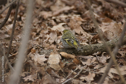 Siskin on fallen leaves