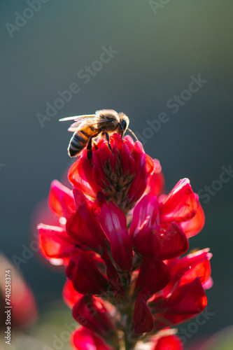 ape su fiore rosso  prende il polline al tramonto photo
