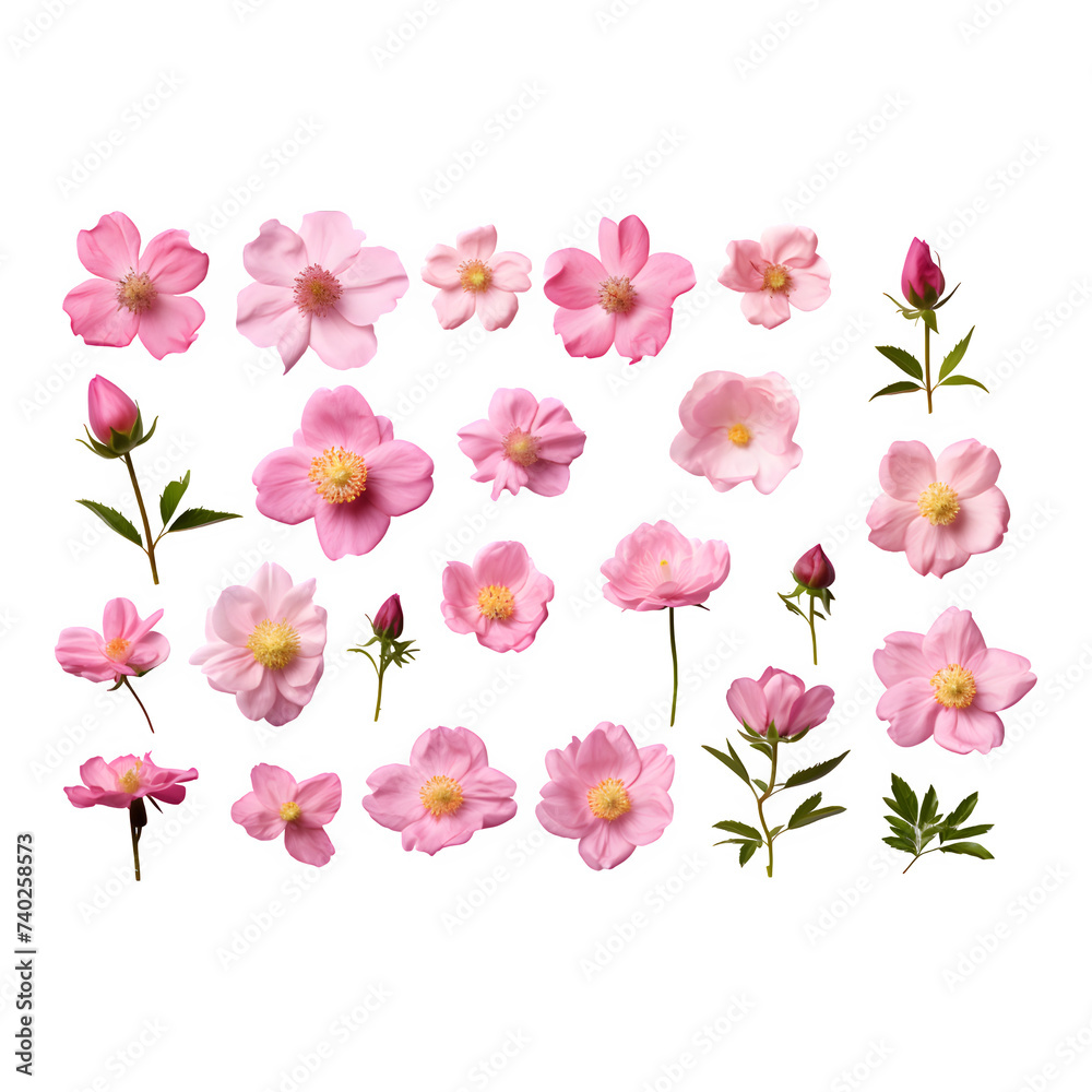 Collection of beautiful pink wild rose flowers isolated on transparent background