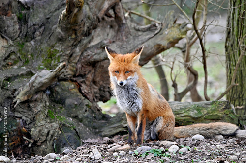 Cute red fox vulpes