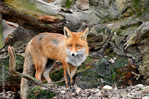 red fox vulpes in the wild. Black Forest Germany.